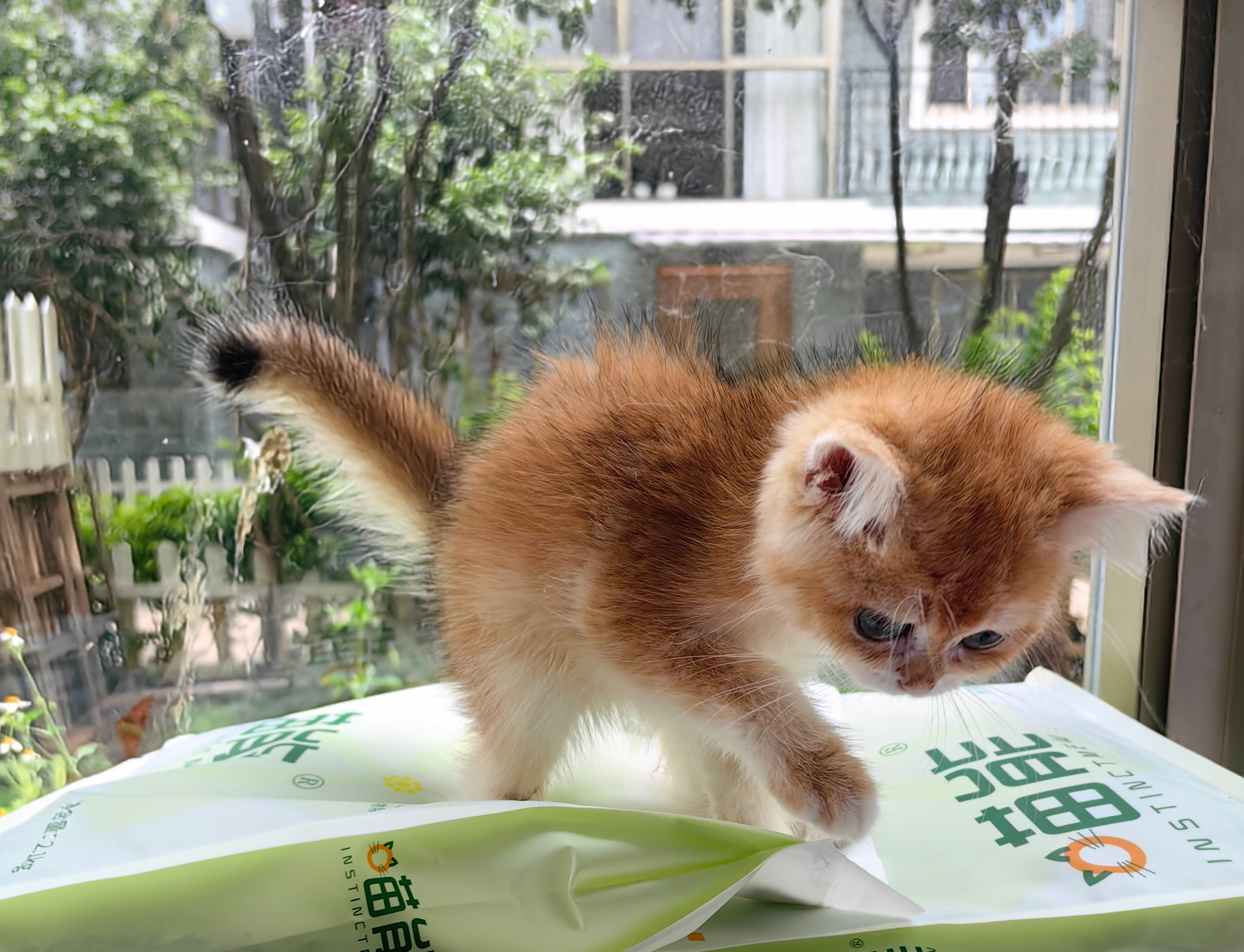 12色金渐层弟弟